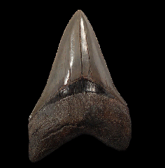 Top quality So. Carolina Megalodon tooth for sale | Buried Treasure Fossils