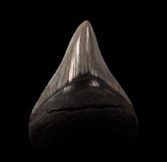 Nice black Megalodon tooth for sale | Buried Treasure Fossils