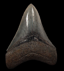 Megalodon tooth – South Carolina | Buried Treasure Fossils