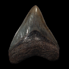 Charcoal gray Megalodon tooth for sale | Buried Treasure Fossils