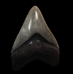 Nice So. Carolina Megalodon tooth for sale | Buried Treasure Fossils