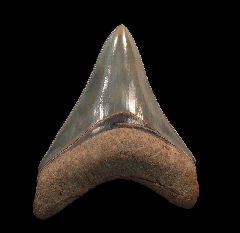 Brown Georgia Megalodon tooth for sale | Buried Treasure Fossils