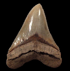 Brown Georgia Megalodon tooth for sale | Buried Treasure Fossils