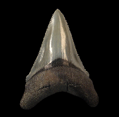 Rare So. Carolina Chubutensis tooth for sale | Buried Treasure Fossils