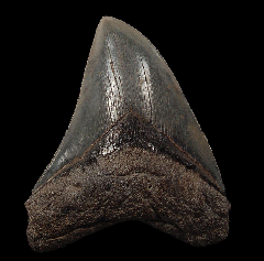 Nice black Megalodon tooth for sale | Buried Treasure Fossils
