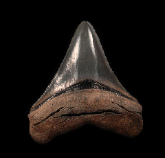 Colorful Carolina Megalodon tooth for sale | Buried Treasure Fossils