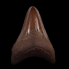Top quality So. Carolina Megalodon tooth for sale | Buried Treasure Fossils