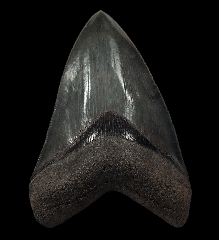Top quality So. Carolina Megalodon tooth for sale | Buried Treasure Fossils
