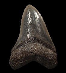Nice black Megalodon tooth for sale | Buried Treasure Fossils