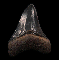 Otodus megalodon   