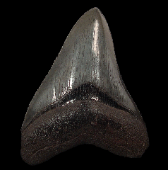 Nice black Megalodon tooth for sale | Buried Treasure Fossils