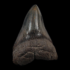A BIG lateral Meg tooth for sale | Buried Treasure Fossils