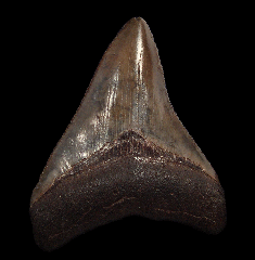 Serrated So. Carolina Megalodon tooth for sale | Buried Treasure Fossils