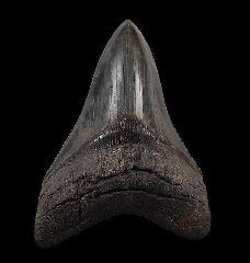 Megalodon tooth – South Carolina | Buried Treasure Fossils