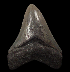 Serrated So. Carolina Megalodon tooth for sale | Buried Treasure Fossils