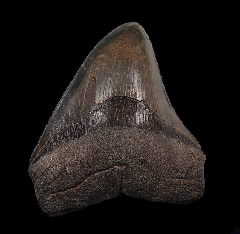 High quality SC Megalodon tooth for sale | Buried Treasure Fossils
