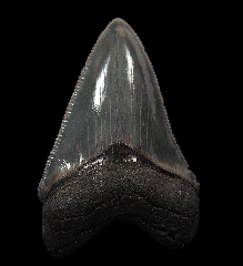 Nice black Megalodon tooth for sale | Buried Treasure Fossils