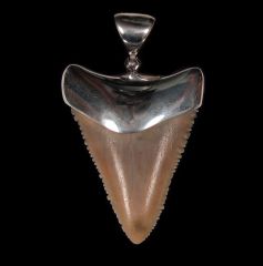 Large Great White shark tooth necklace for sale | Buried Treasure Fossils