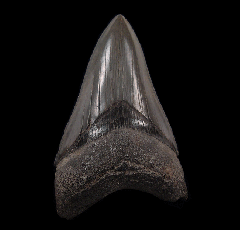 Big SC Meg tooth for sale | Buried Treasure Fossils