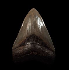 Excellent SC Mega shark tooth for sale | Buried Treasure Fossils