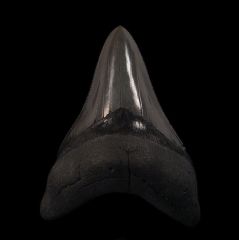  SC Megalodon tooth for sale | Buried Treasure Fossils
