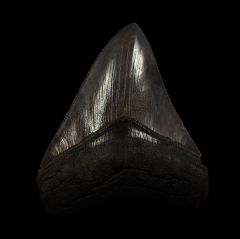 Serrated SC Megalodon tooth for sale | Buried Treasure Fossils