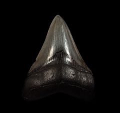 Black SC Mega tooth for sale | Buried Treasure Fossils