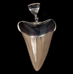 Large Great White shark tooth necklace for sale | Buried Treasure Fossils