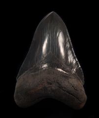 Otodus megalodon   