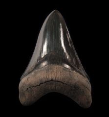 Otodus megalodon   