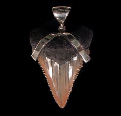 Large Great White shark tooth necklace for sale | Buried Treasure Fossils