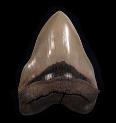 Otodus megalodon 