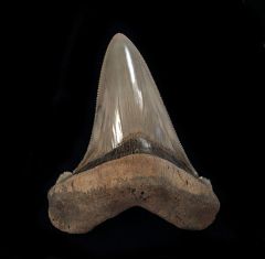 Otodus angustidens                      