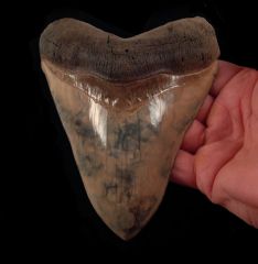 Otodus megalodon 