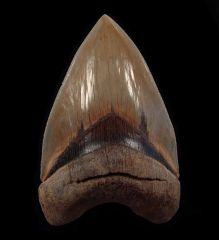 Otodus megalodon 