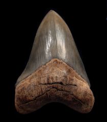 Otodus megalodon 