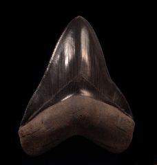 Otodus megalodon 