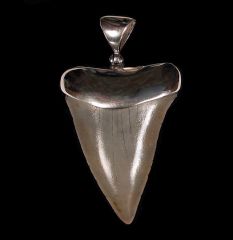 Large Great White shark tooth necklace for sale | Buried Treasure Fossils