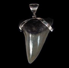 Large Great White shark tooth necklace for sale | Buried Treasure Fossils