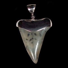 Large Great White shark tooth necklace for sale | Buried Treasure Fossils