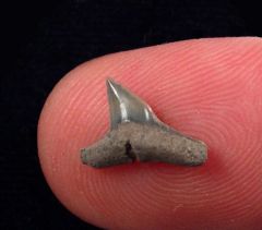 Sphyrna latidens            (Eocene)                     