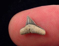 Sphyrna latidens            (Eocene)                     