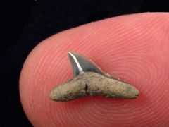Sphyrna latidens            (Eocene)                     