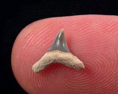 Alopias latidens              (Eocene)   