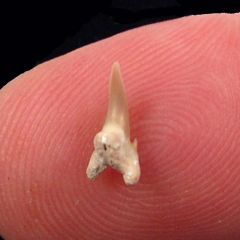 Hemipristis curvatus     (Eocene)             