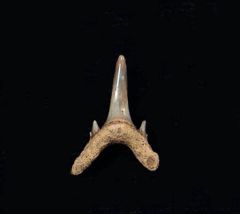 Carcharoides catticus                            
