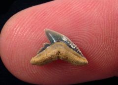 Galeocerdo latidens      (Eocene)             