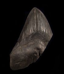 Megalodon 