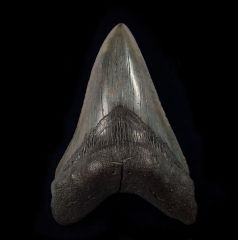 Megalodon