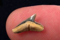 Physogaleus secundus (Eocene)         